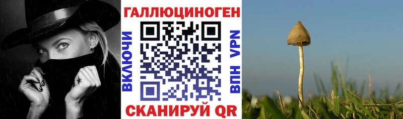 KRAKEN ссылка  Неман  Псилоцибиновые грибы Cubensis 